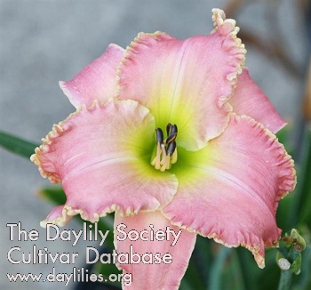 Daylily Commemorating Caitlin
